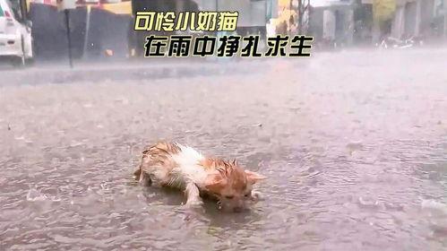 垂死挣扎,揭秘生命终结前的最后抗争