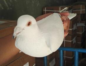小白鸽